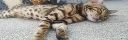 Bengal cats for sale: Stunning Bengal kittens for sale in Rugby - Advert 2