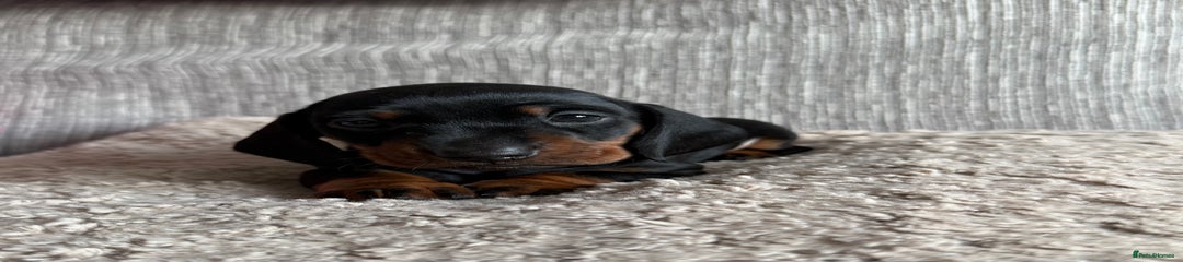 Miniature Dachshund Puppy 6