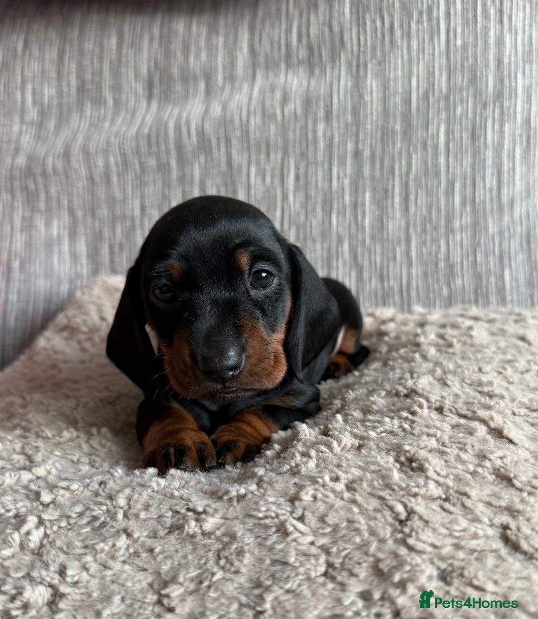 Miniature Dachshund dogs for sale: Mini dachshunds  - Image 2