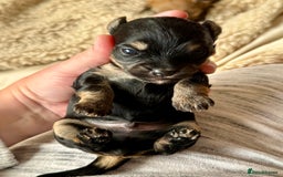 Chorkie dogs for sale: Chorkie (x2 Boys) - Image 11