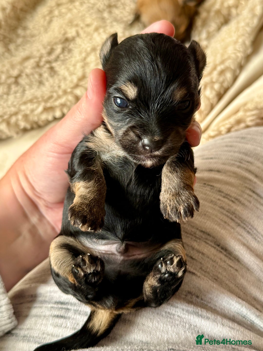 Chorkie dogs for sale: Chorkie (x2 Boys) - Image 11