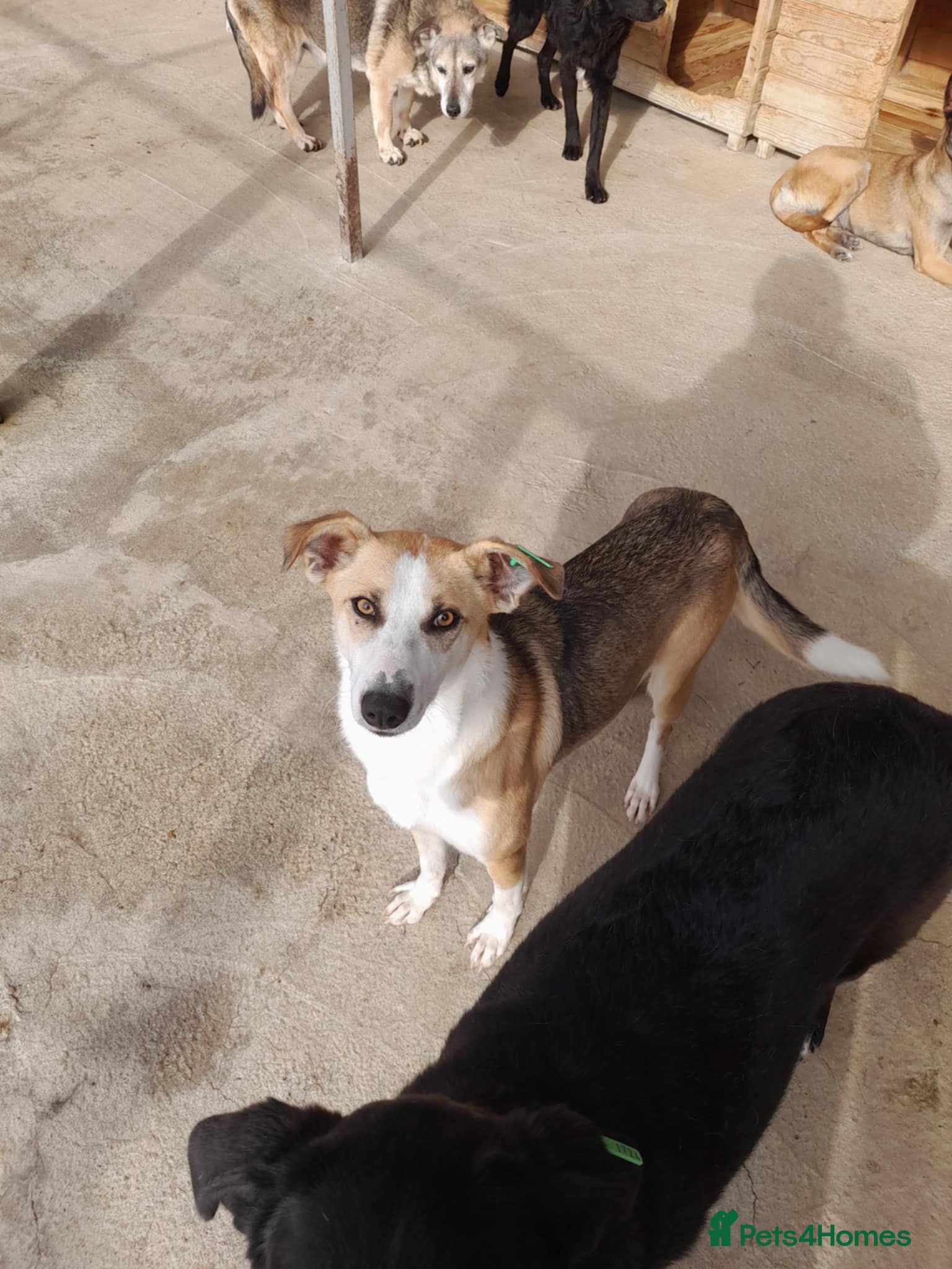 Mixed Breed dogs Zelda, 3 yrs old approx. Available for adoption. - Advert 2