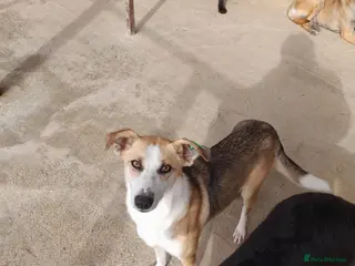 Mixed Breed dogs Zelda, 3 yrs old approx. Available for adoption. - Advert 2