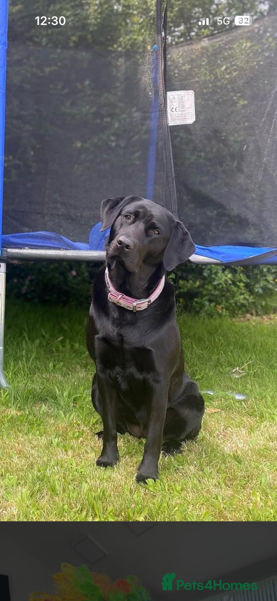 Labrador Retriever dogs X1 female Labrador puppy for sale - Advert 2