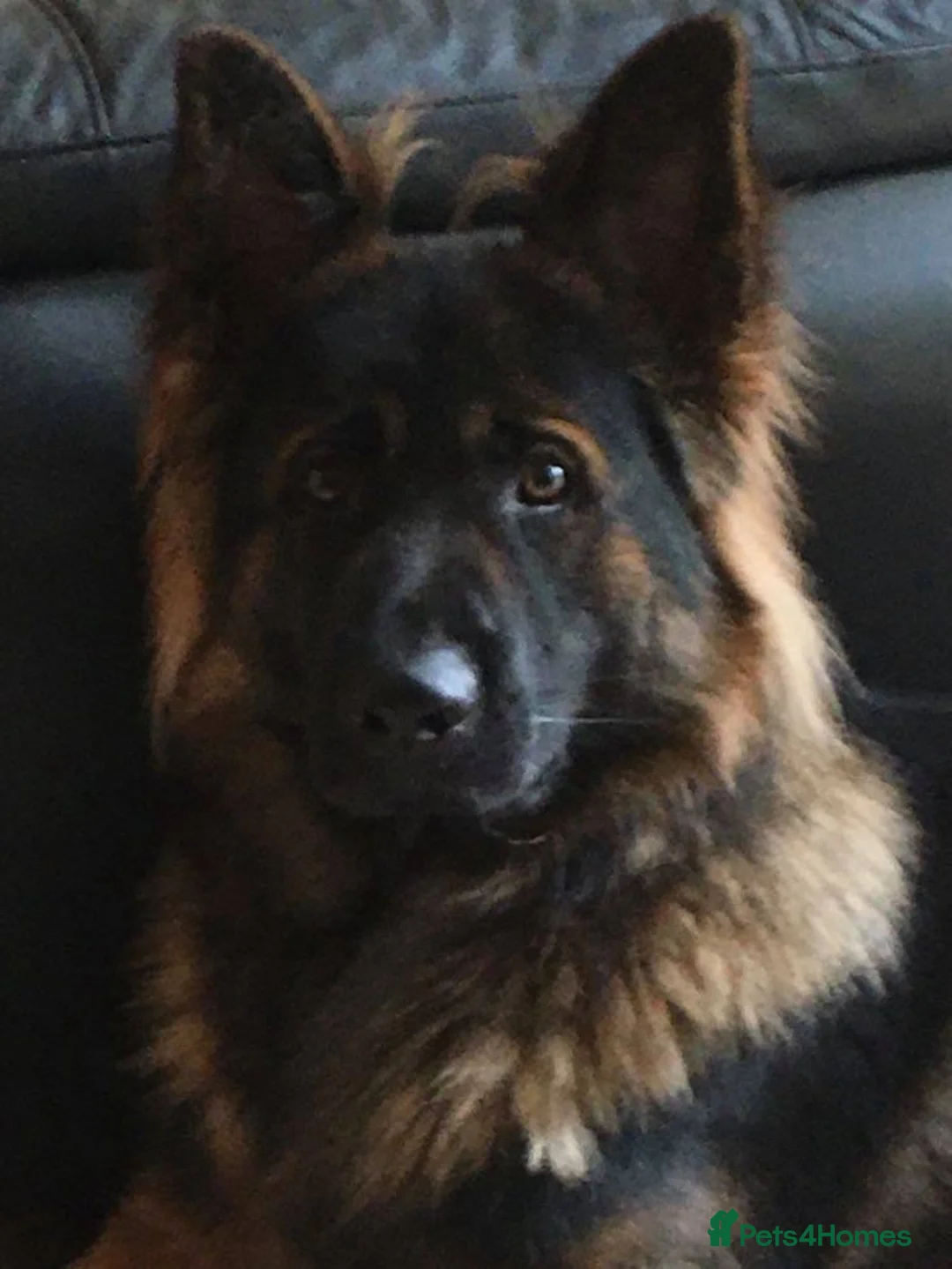 German Shepherd dogs for stud: Jerry Available At Stud Fully Health Tested Clear in Wisbech - Advert 9