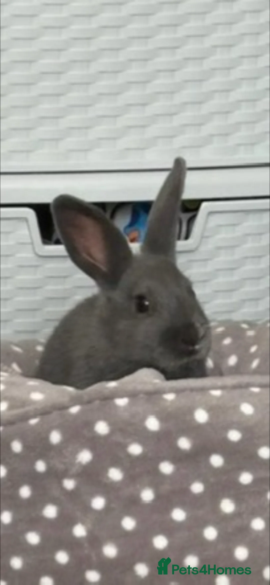 Mixed Breed rabbits for sale: 2 babies & mum for sale - Advert 4