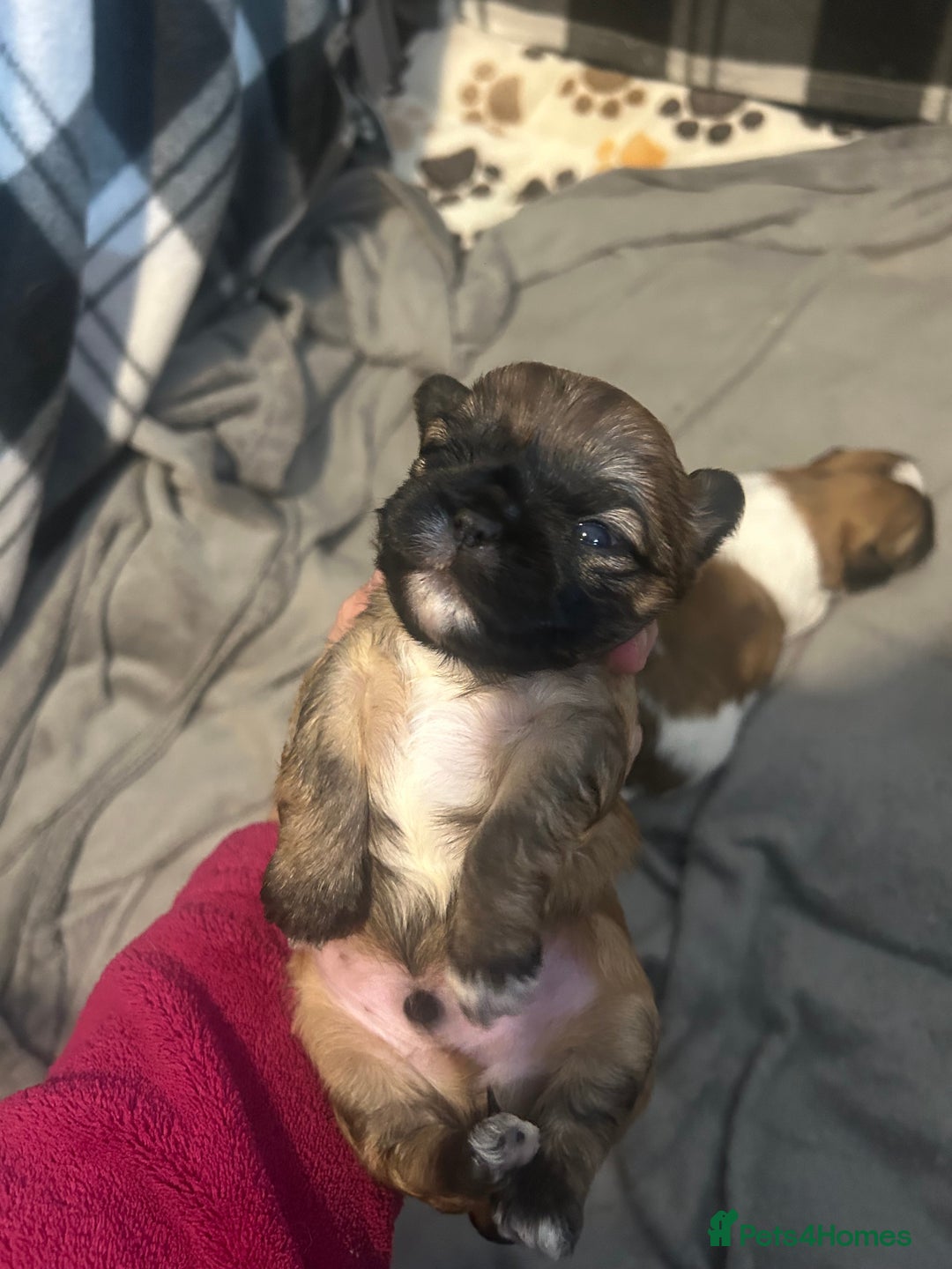 Shih Tzu dogs for sale: 2 boys 2 girls gorgeous shih tzus - Advert 4