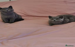 British Shorthair cats for sale: REDUCED LAST 4 REMAINING! TICA BRITISH SHORTHAIRS - Image 2