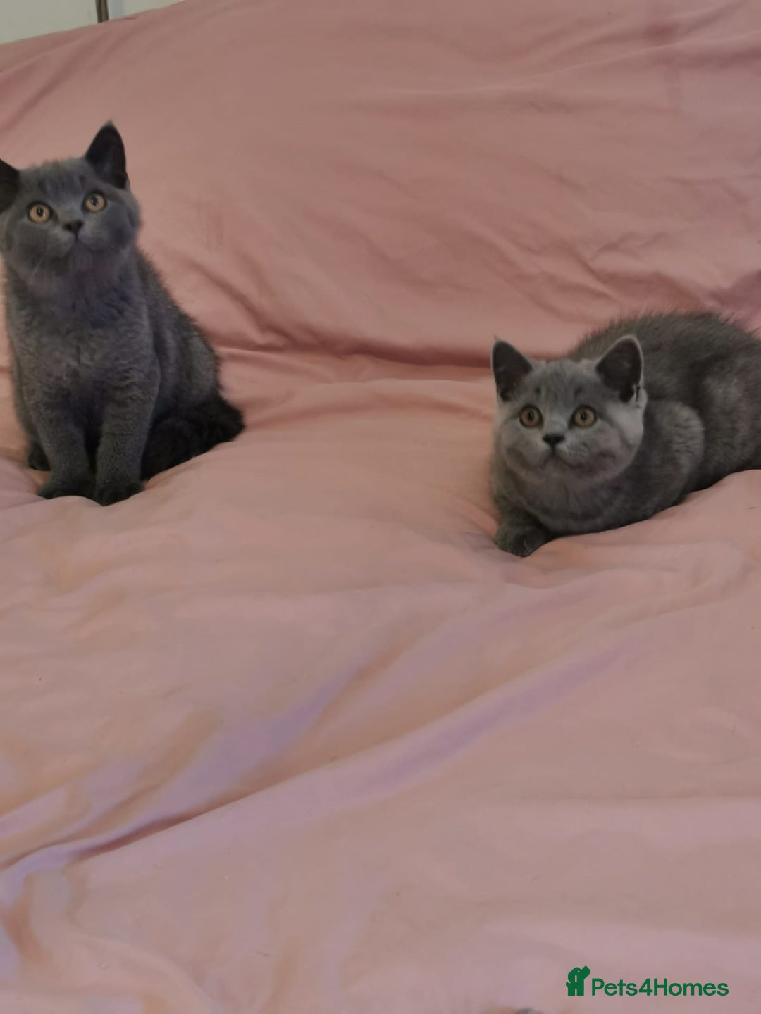 British Shorthair cats for sale: REDUCED LAST 4 REMAINING! TICA BRITISH SHORTHAIRS - Image 2