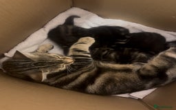 European cats for sale: Tortoiseshell Kittens - November  - Image 2