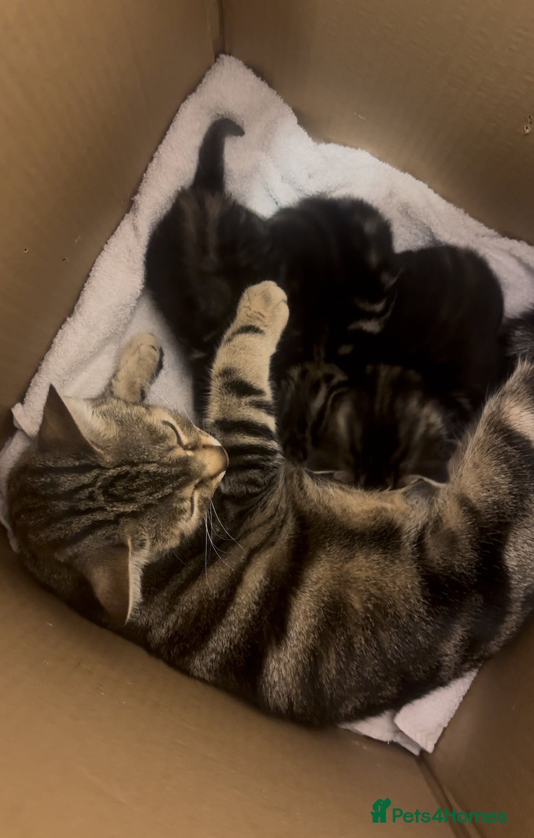 European cats for sale: Tortoiseshell Kittens - November  - Image 2