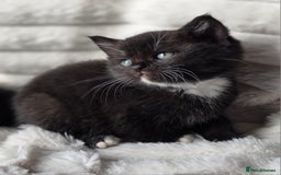 British Shorthair cats for sale: Gorgeous British Short-hair cross Kittens  - Image 29