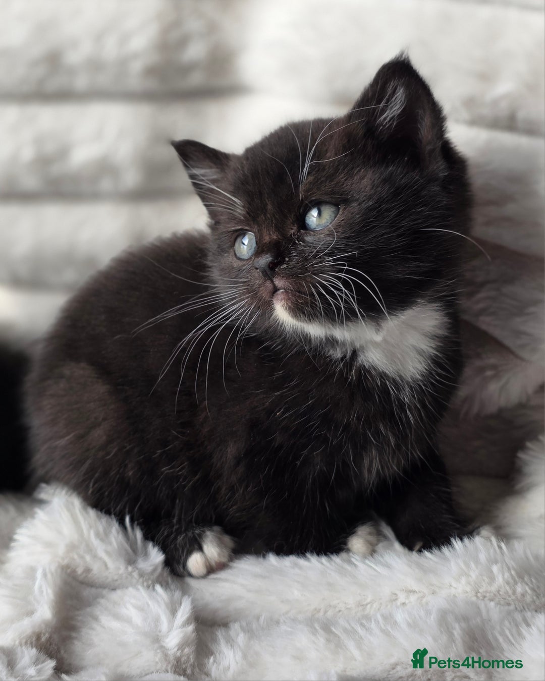 British Shorthair cats for sale: Gorgeous British Short-hair cross Kittens  - Image 29
