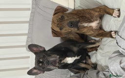 Mixed Breed dogs for sale: Meet Nova - Image 3
