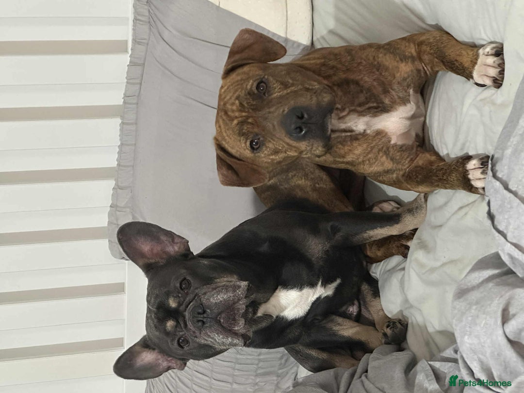 Mixed Breed dogs for sale: Meet Nova - Image 3