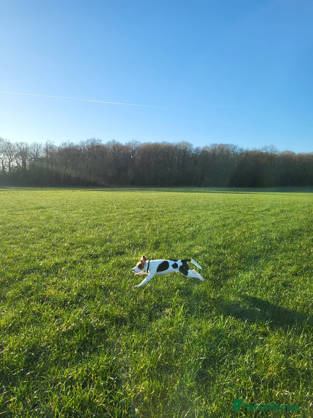 Beagle dogs for sale: Beagle boy 6 months old - Advert 2
