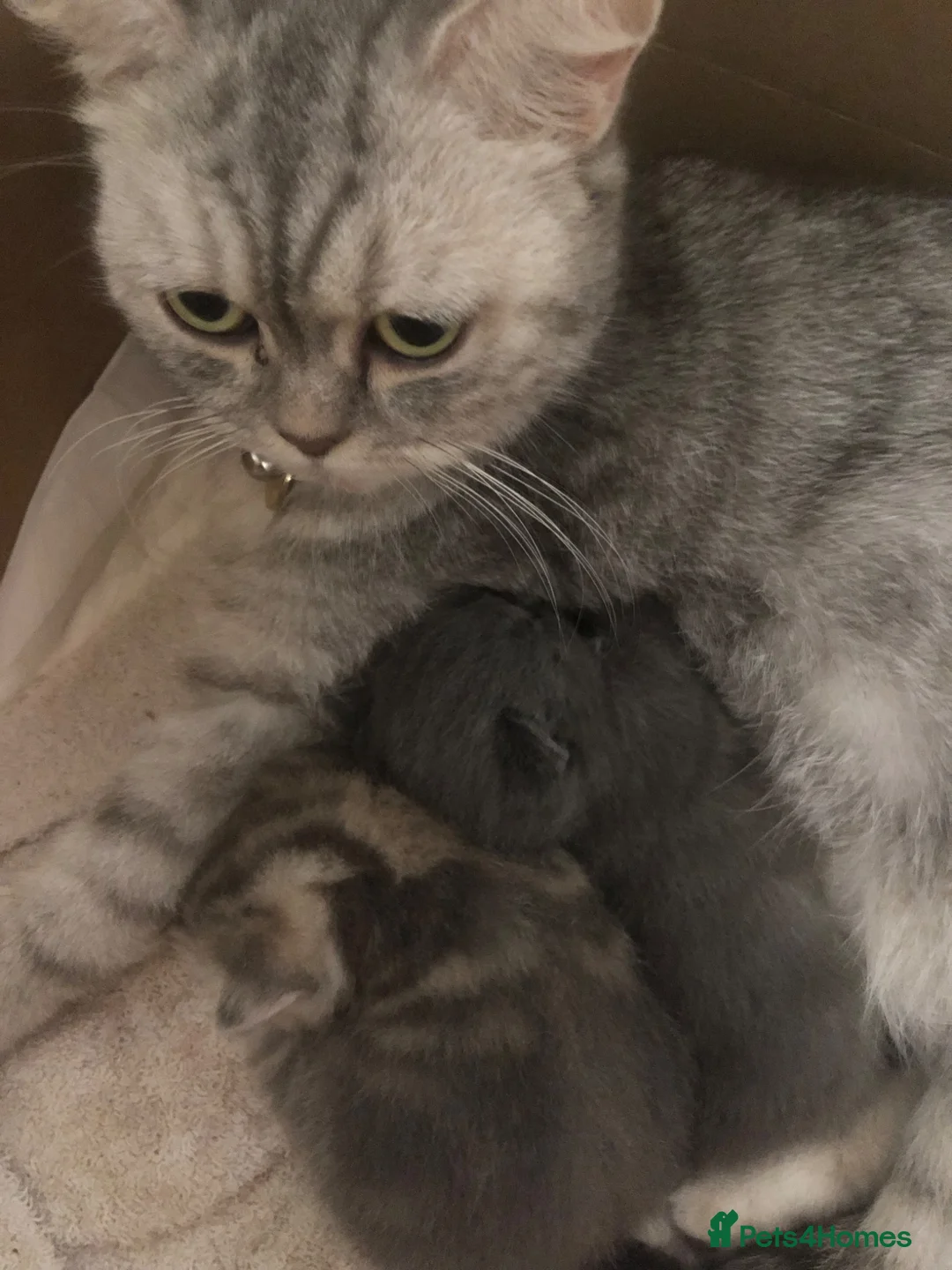 British Shorthair cats for sale: Beautiful golden shaded British shorthair  - Advert 2