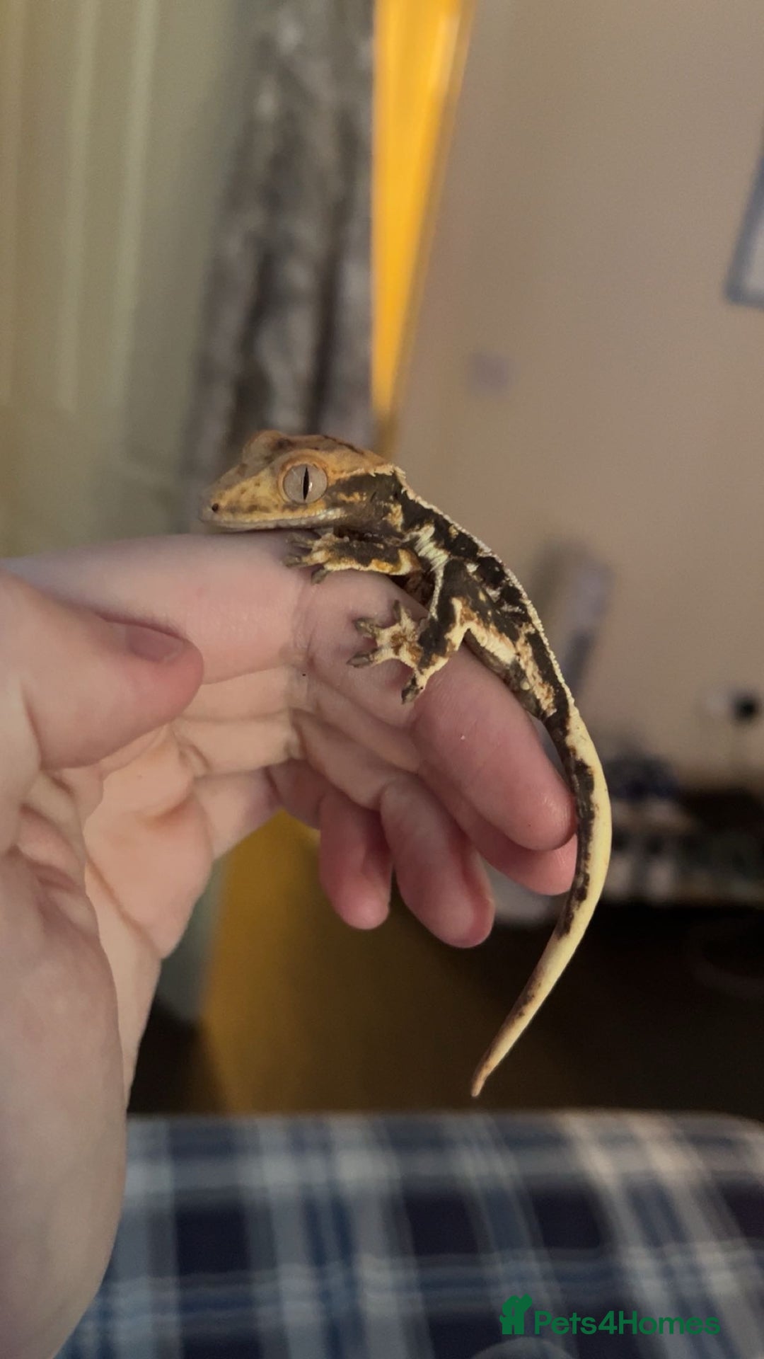 Gecko reptiles for sale: Lily White Crested Gecko for sale with setup - Image 3