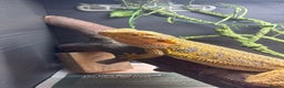 Bearded Dragon reptiles for sale: Bearded dragon  - Advert 2