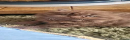 British Longhair cats for sale: Chocolate British longhair  - Advert 2