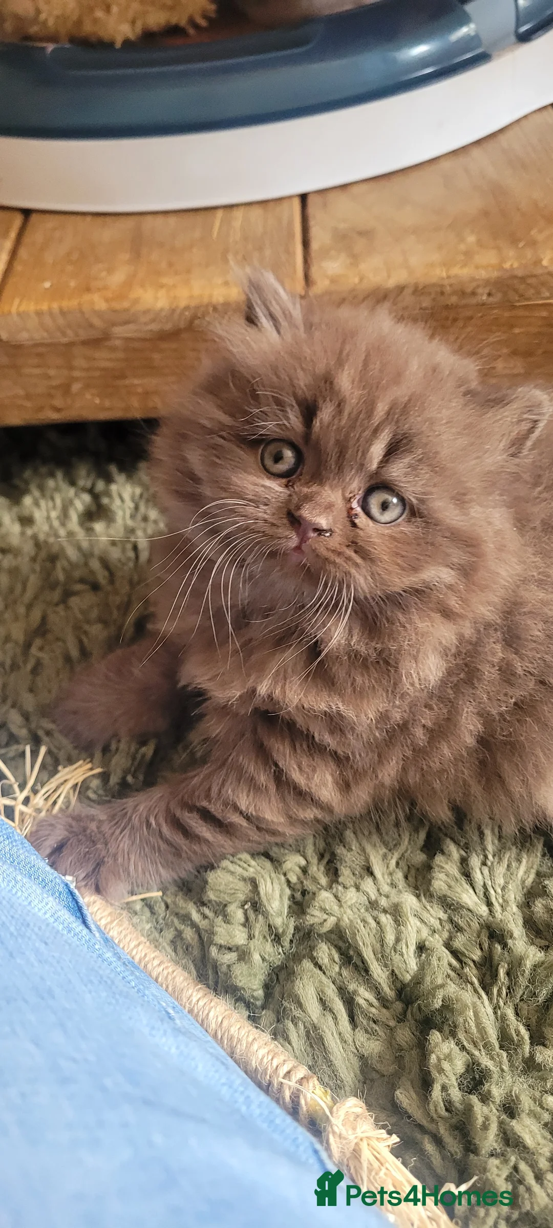 British Longhair cats for sale: Chocolate British longhair  - Advert 2