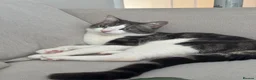 Mixed Breed cats for sale: Two gorgeous boy cats for sale  - Advert 2
