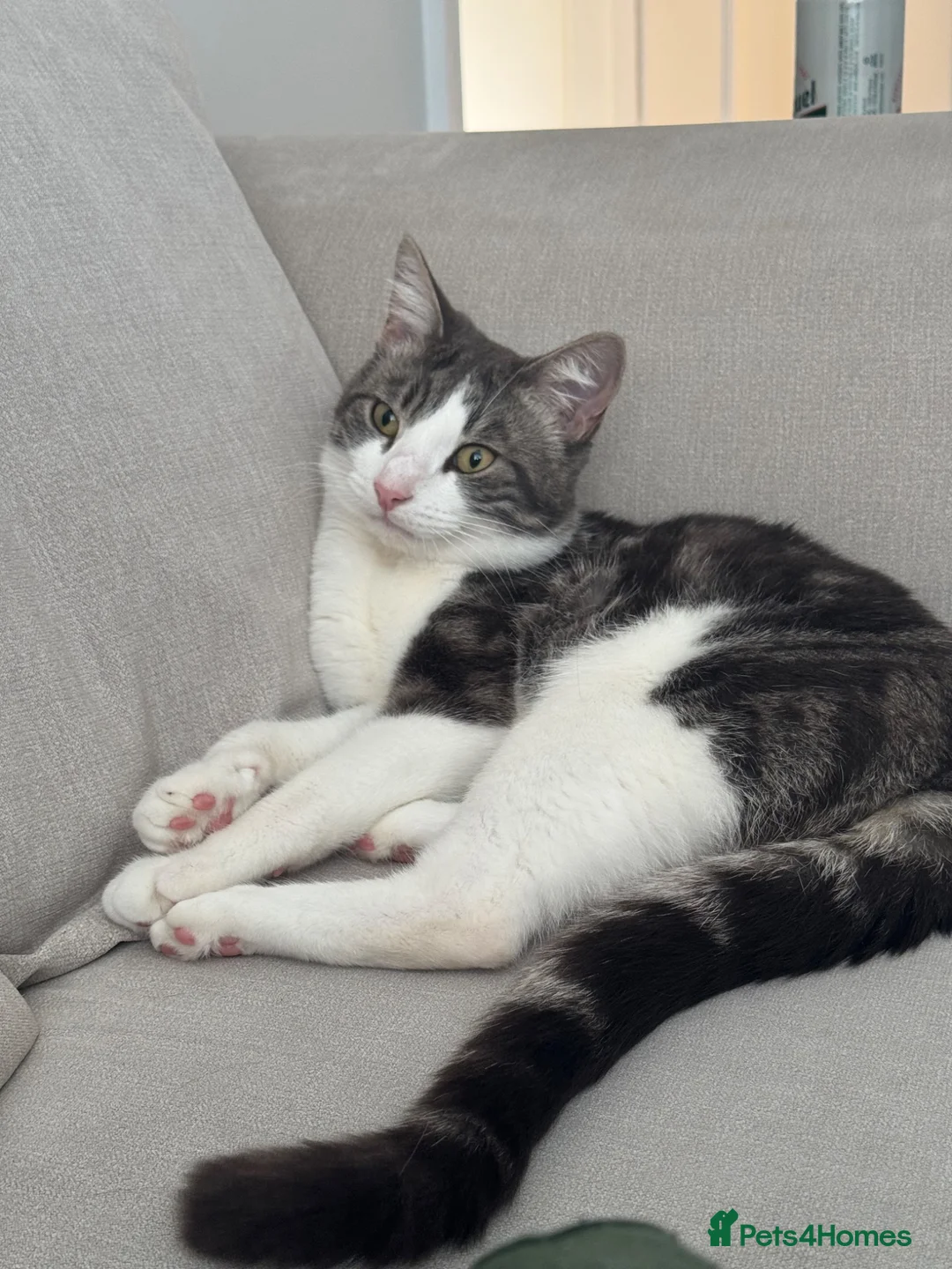 Mixed Breed cats for sale: Two gorgeous boy cats for sale  - Advert 2