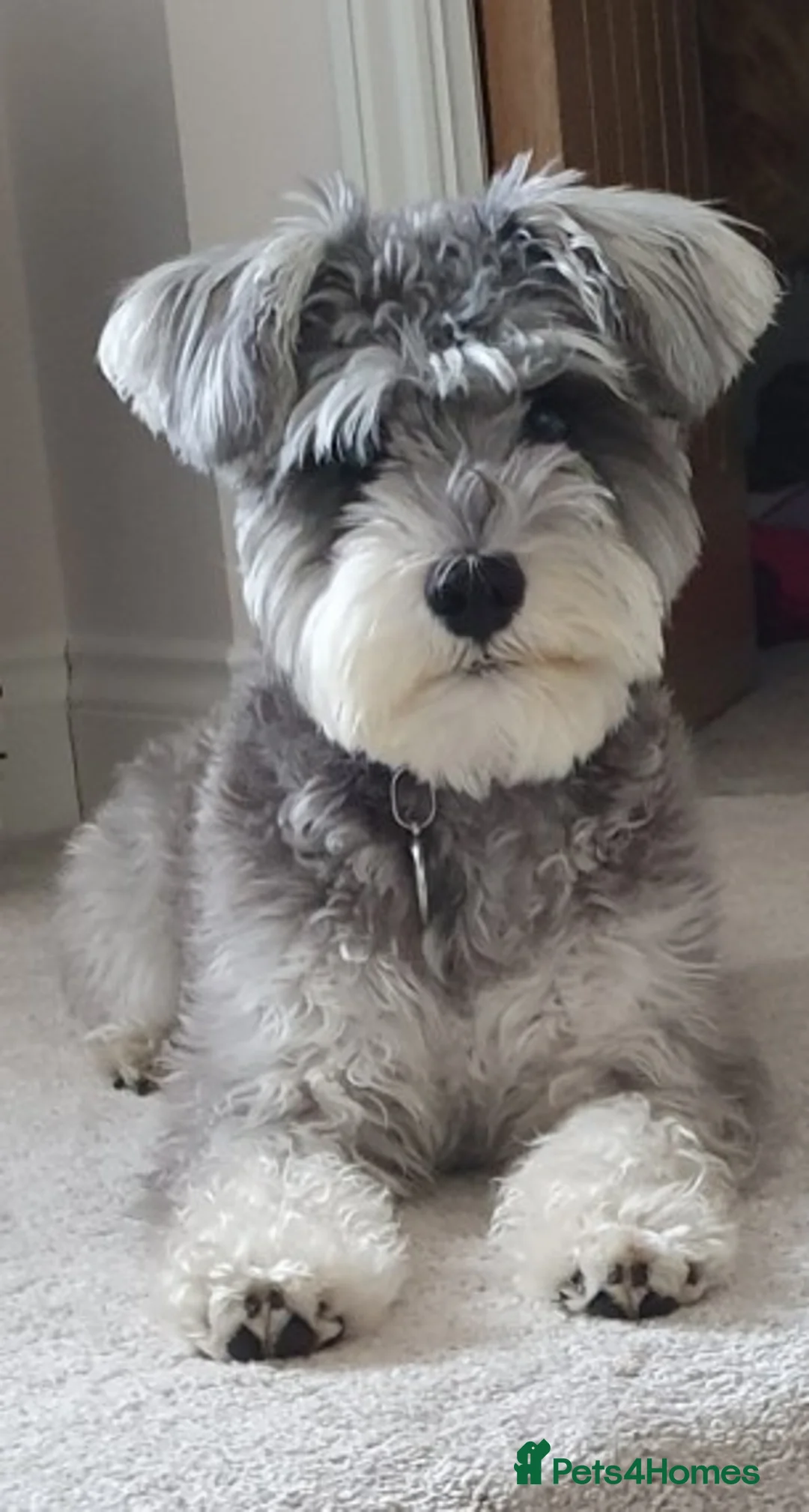 Miniature Schnauzer dogs for stud: Super handsome kc reg miniature schnauzer at stud - Advert 6