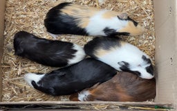 Guinea Pig rodents for sale: Beautiful Baby Guinea Pigs  - Image 1