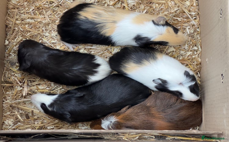 Guinea Pig rodents - Advert 5
