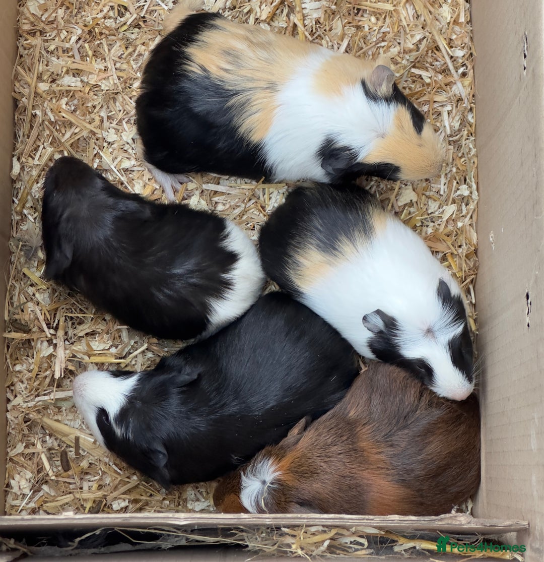 Guinea Pig rodents for sale: Beautiful Baby Guinea Pigs  - Image 1