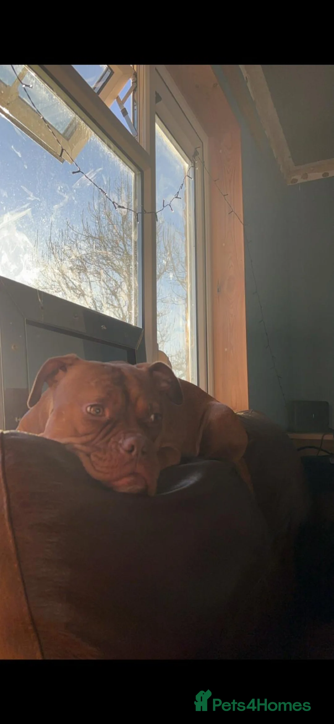 Mixed Breed dogs for sale: Beautiful boy  in Coventry - Advert 7