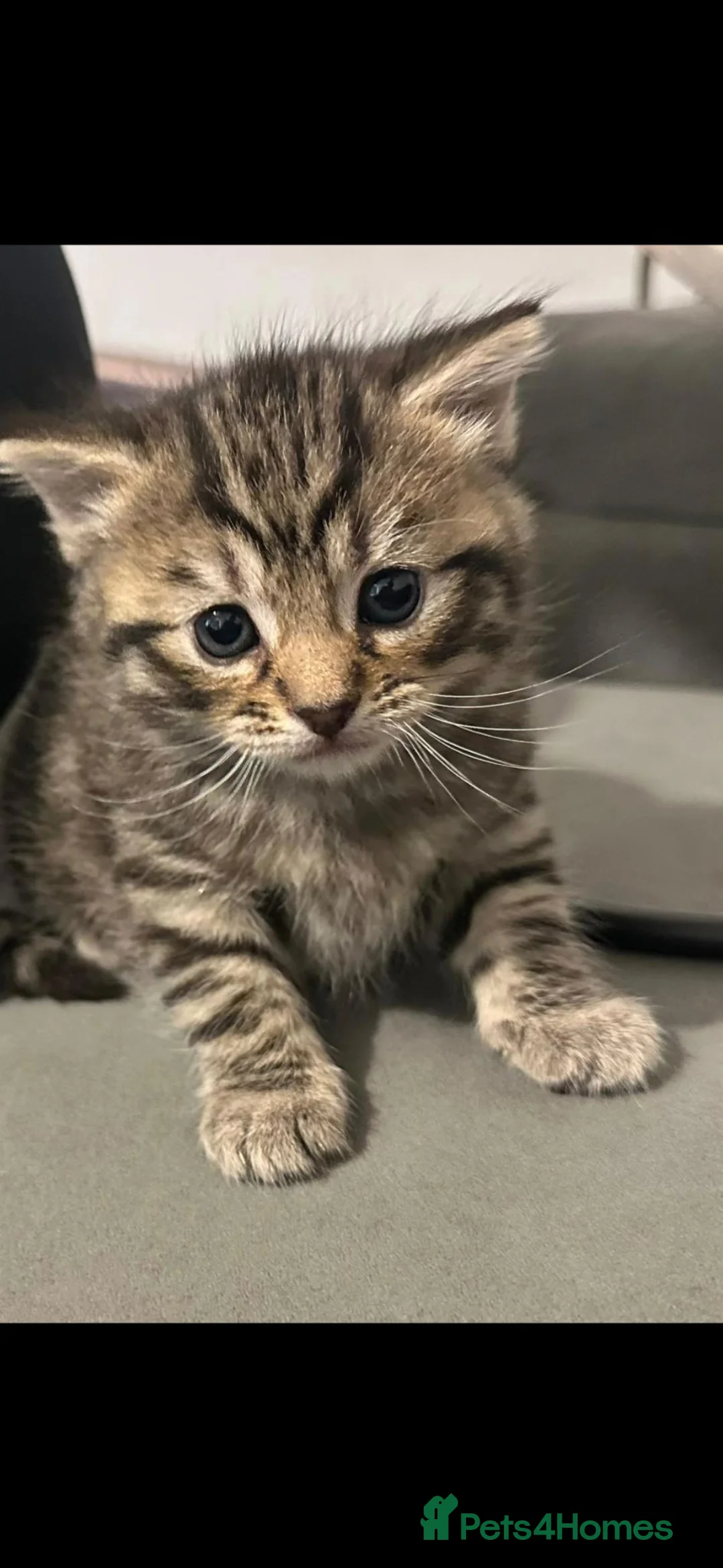 Mixed Breed cats for sale: Beautiful Kittens for sele - Advert 2