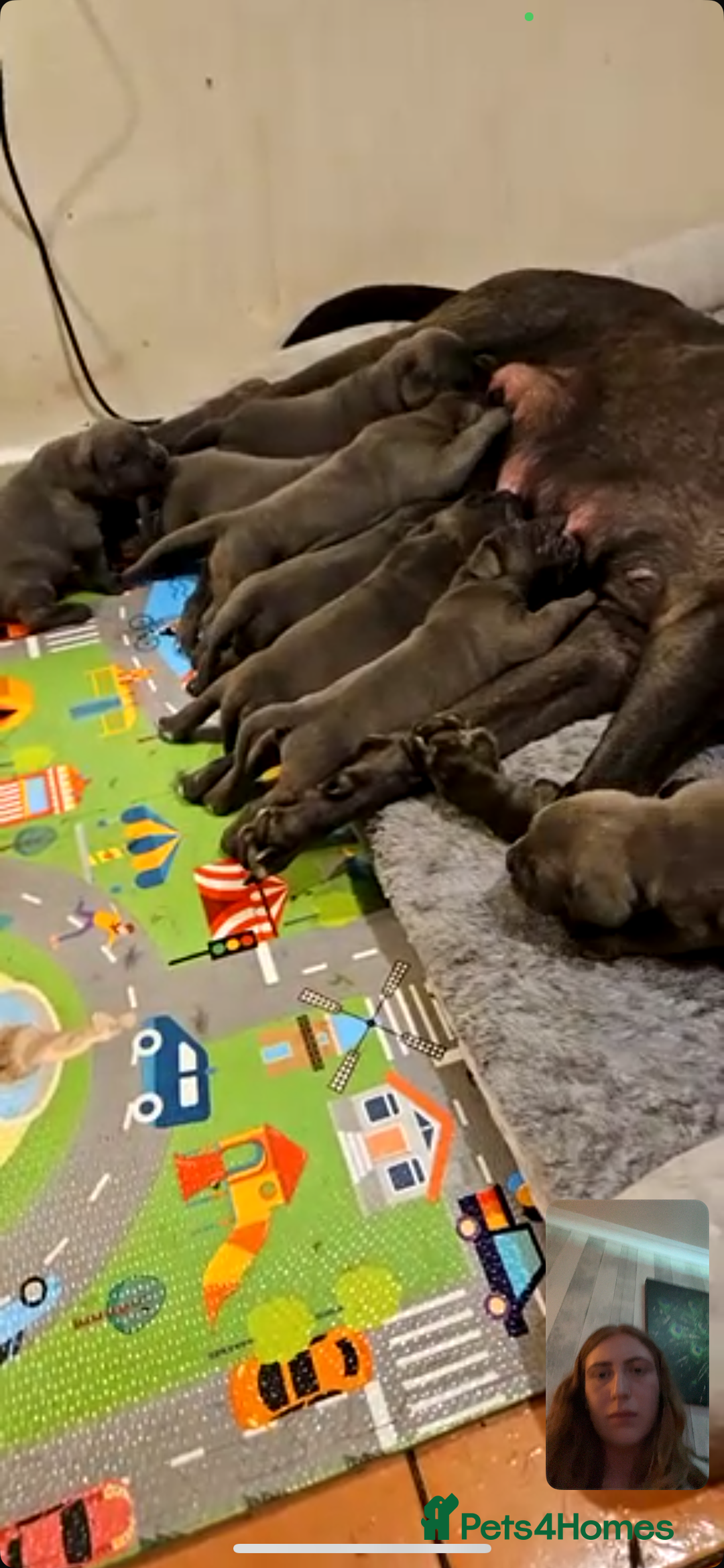 Cane Corso dogs for sale: Cane corso  - Image 8