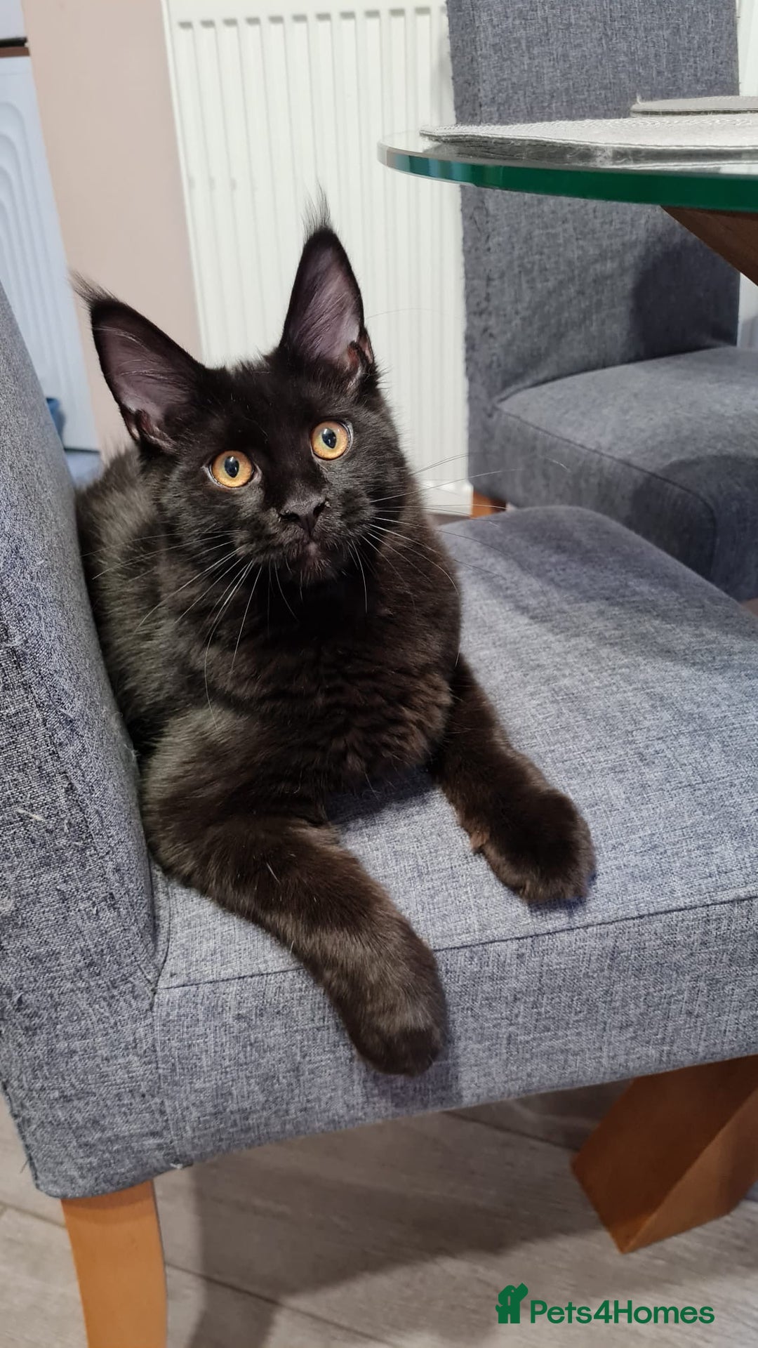 Maine Coon cats for sale: ✨2 GCCF Females Ready to go!✨ - Advert 20