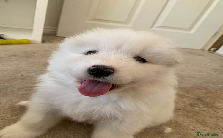 Samoyed dogs - Advert 1
