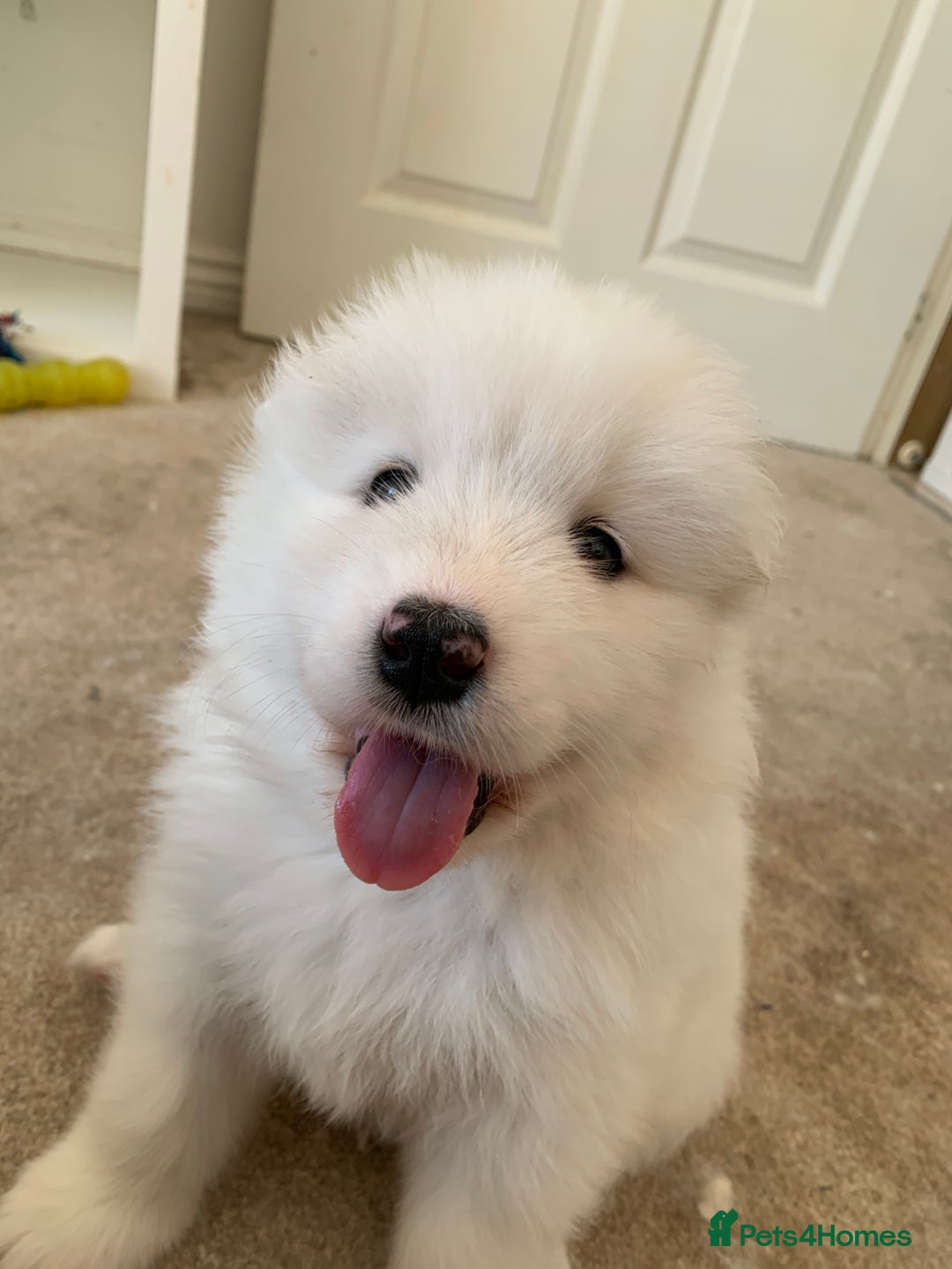 Samoyed dogs for sale: Samoyed puppies  - Image 1