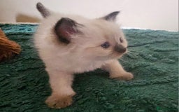 Ragdoll cats for sale: 7 beautiful fluffy Ragdoll cats.  - Image 8