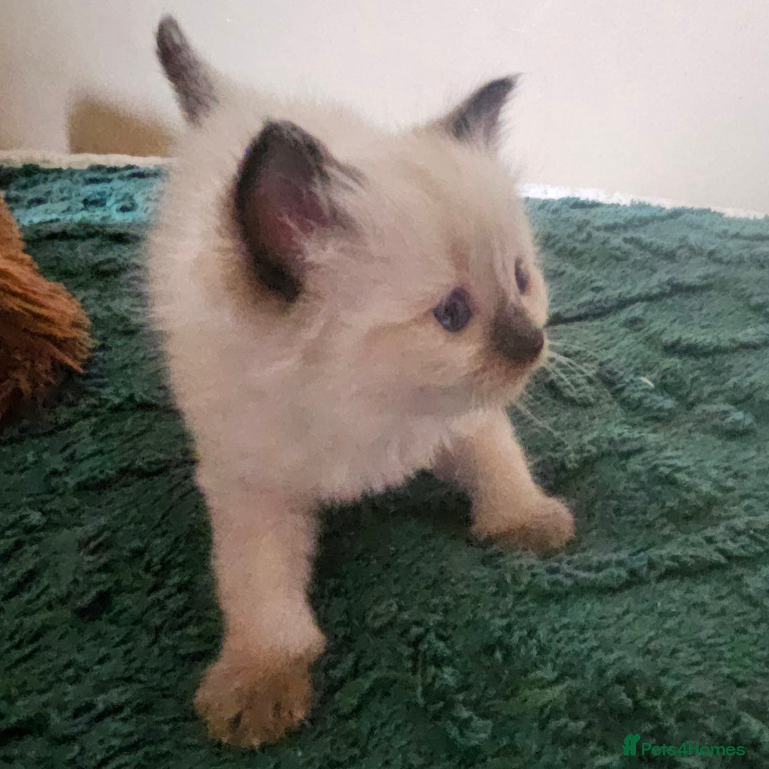 Ragdoll cats for sale: 7 beautiful fluffy Ragdoll cats.  - Image 8