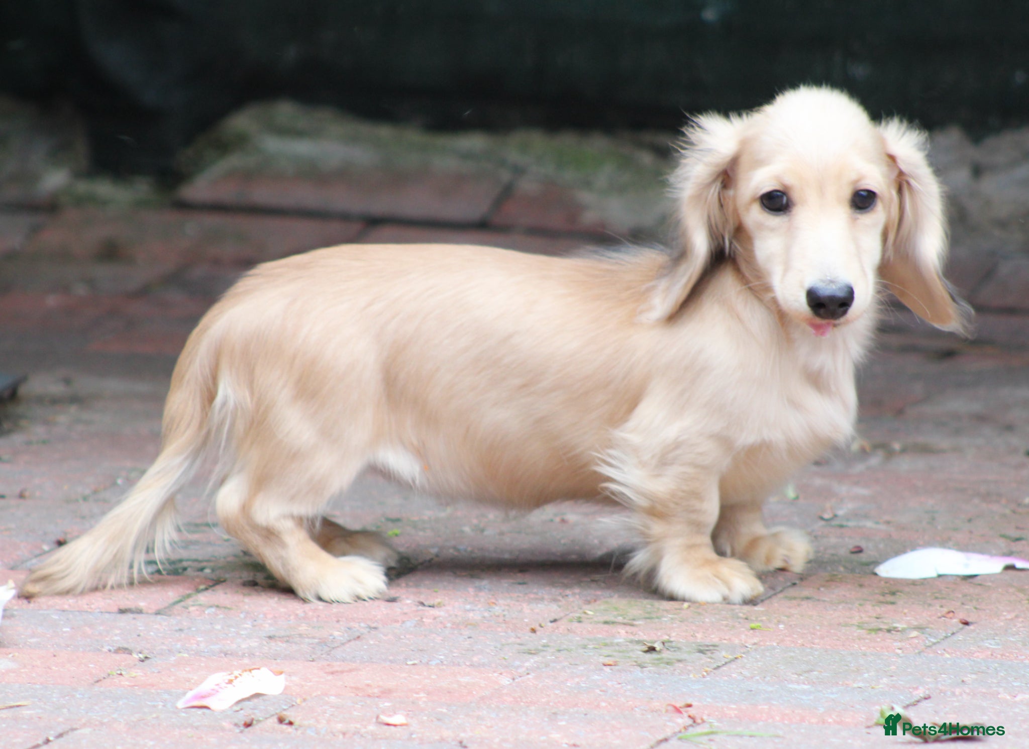 Miniature Dachshund dogs for sale: Cream girl  - Advert 8