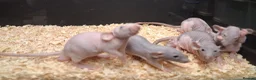 Rat rodents for sale: Baby Dumbo Rats Males and Females available - Advert 19