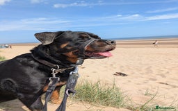Rottweiler dogs for sale: Maya 7 years  - Image 2