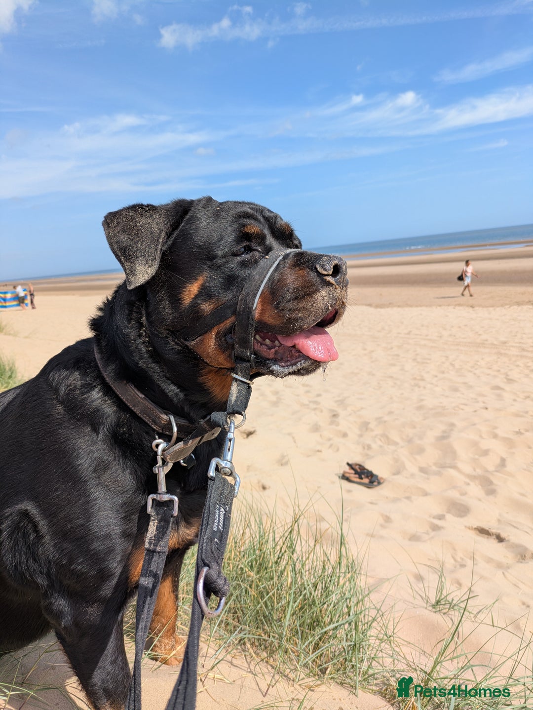 Rottweiler dogs for sale: Maya 7 years  - Image 2