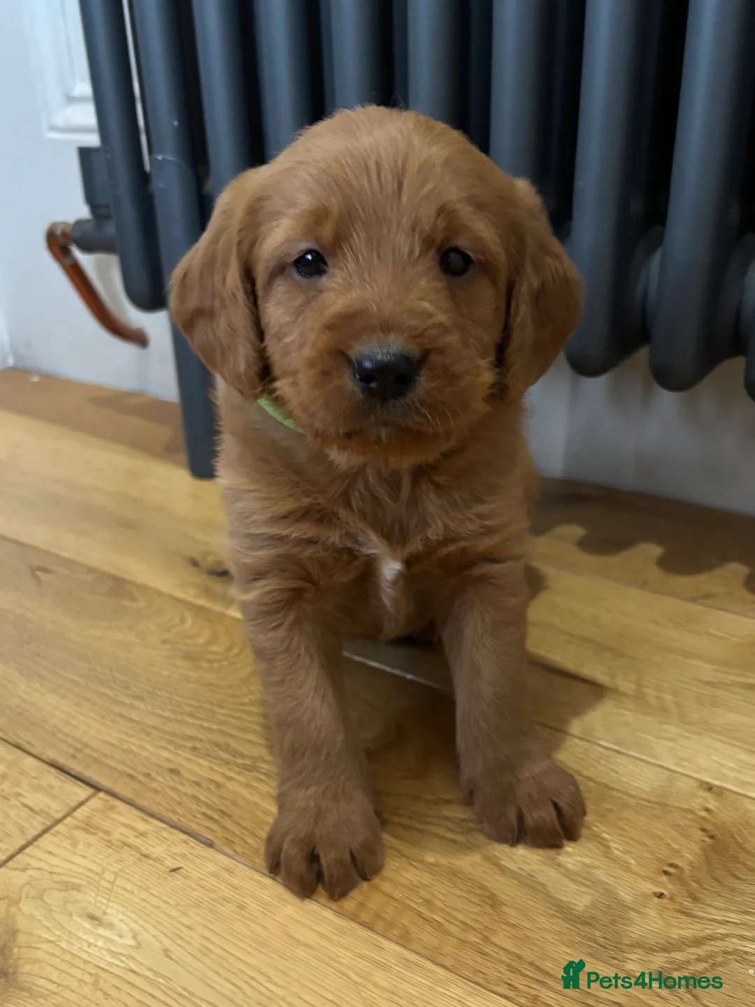 Labradoodle dogs for sale: Stunning F1 Labradoodle Puppies KC Parents - Advert 8