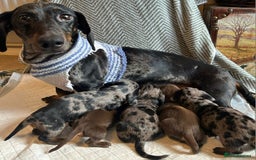 Miniature Dachshund dogs for sale: READY FOR NEW HOME Miniature Dachshund  - Image 2