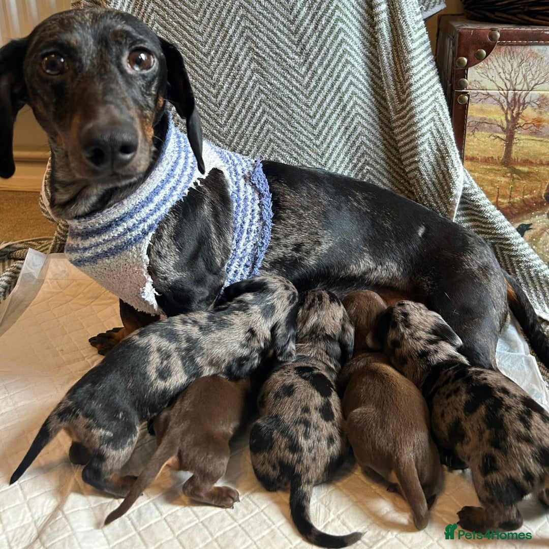 Miniature Dachshund dogs for sale: READY FOR NEW HOME Miniature Dachshund  - Image 2