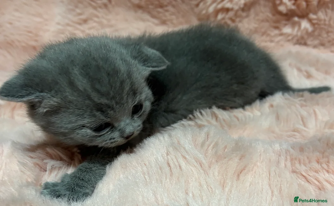 British Shorthair cats for sale: Beautiful British short hair kittens  - Advert 21