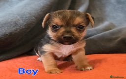 Mixed Breed dogs for sale: Stunning JR x Border Terrier pups - Image 3