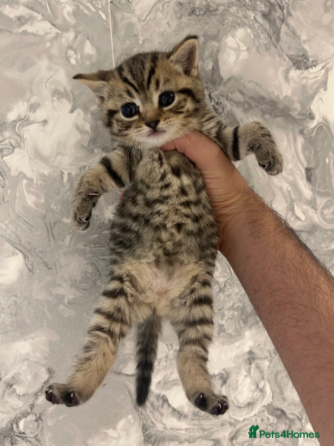 British Shorthair cats for sale: British Short Hair Kittens - Advert 14