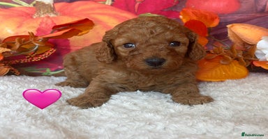 Cockapoo dogs - Advert 2